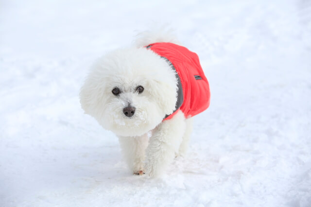 【MOFFME DOCTOR DOG】毛が抜けてしまう?!そんな時どう対処する?-サムネイル画像